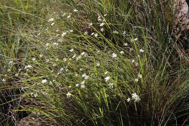 Alepidea duplidens photo 2
