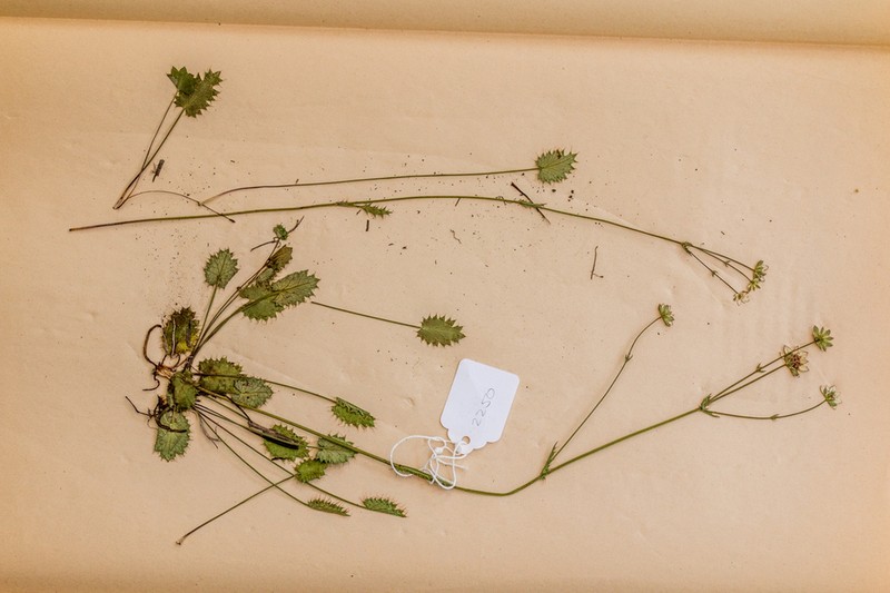 Alepidea duplidens photo 3