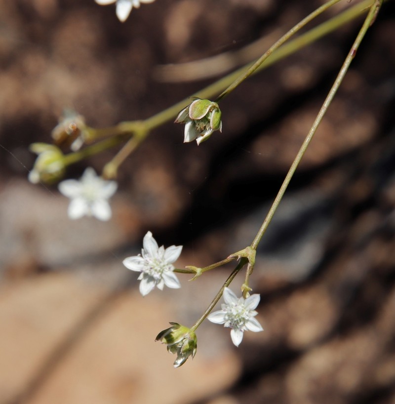 Alepidea duplidens photo 5