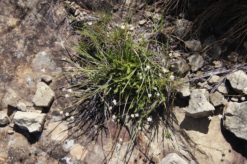 Alepidea duplidens photo 6