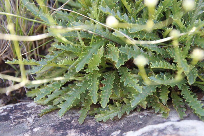 Alepidea duplidens photo 7