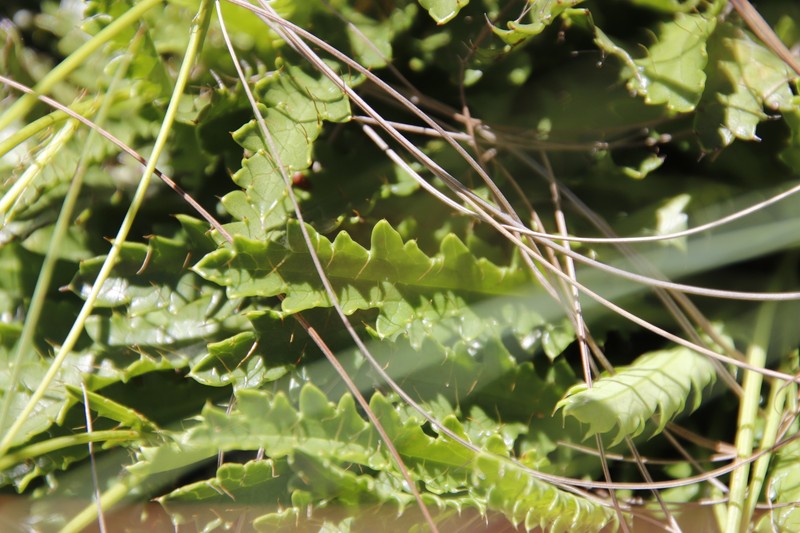 Alepidea duplidens photo 8