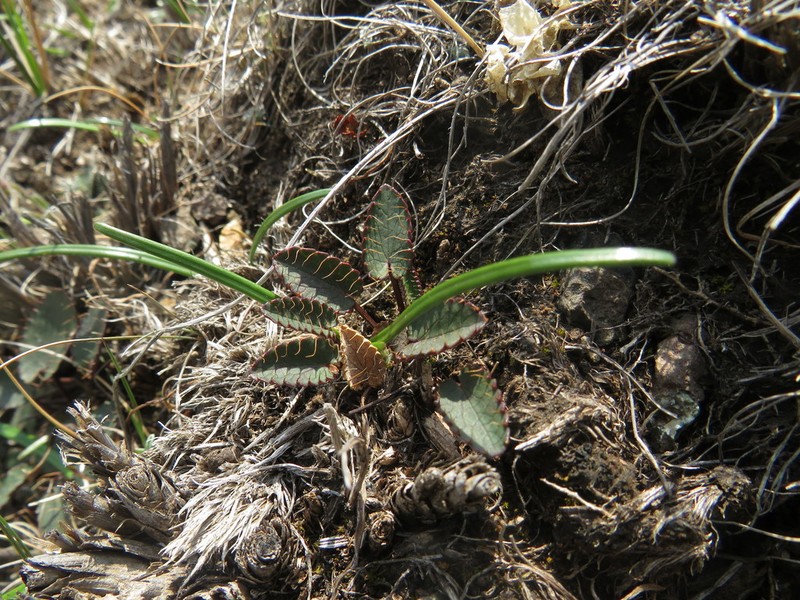 Alepidea galpinii photo 2