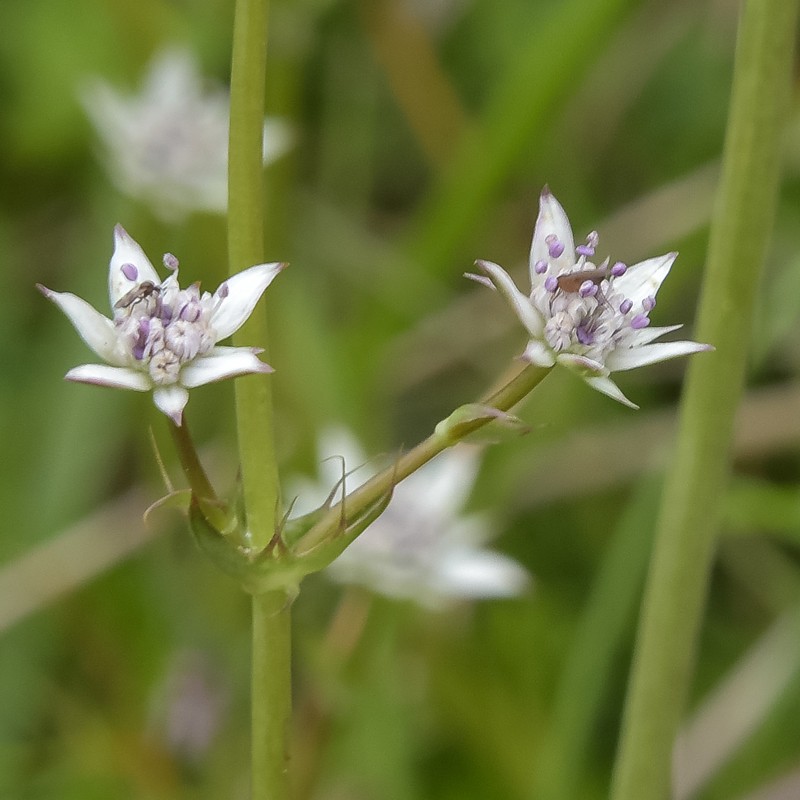Alepidea galpinii photo 3