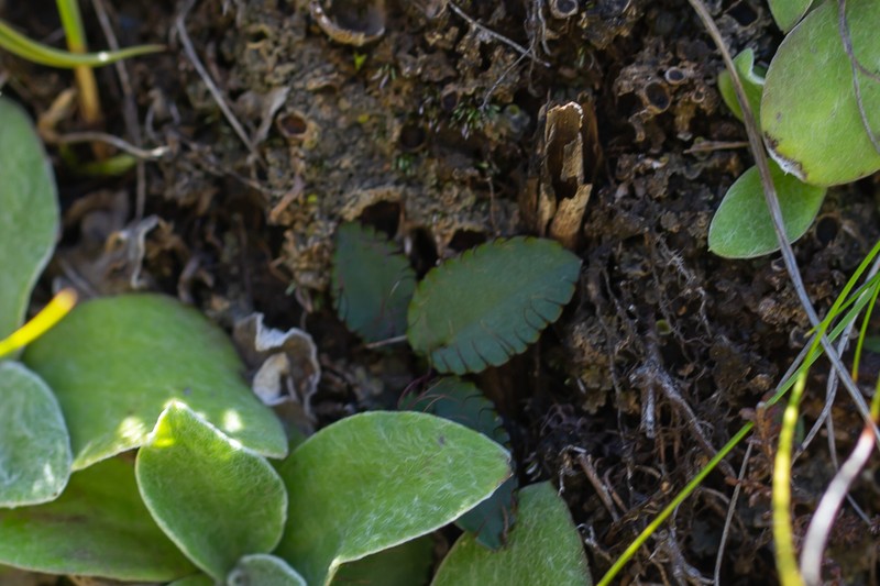 Alepidea galpinii photo 5