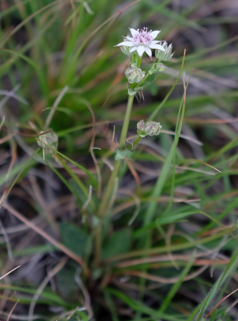 Alepidea galpinii photo 6