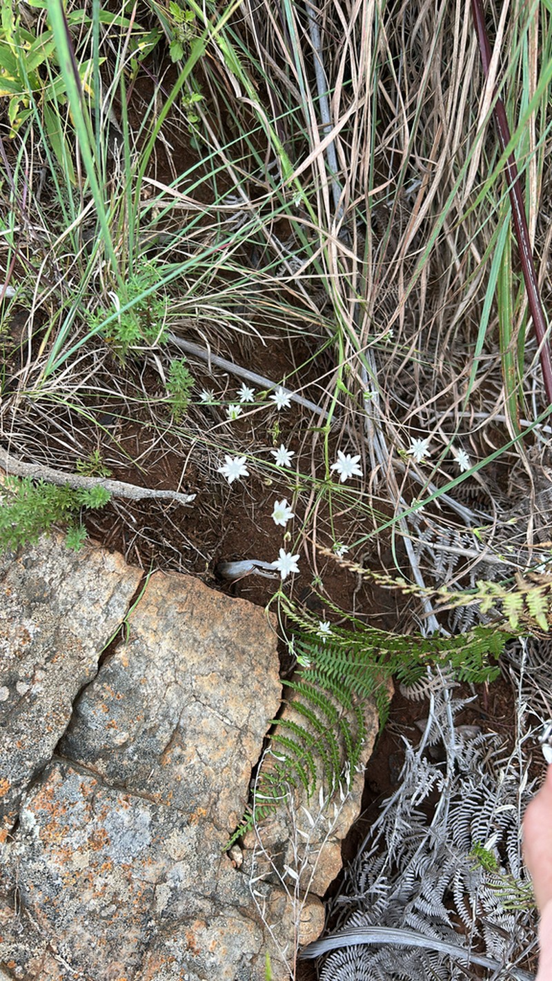 Alepidea jenkinsii photo 8