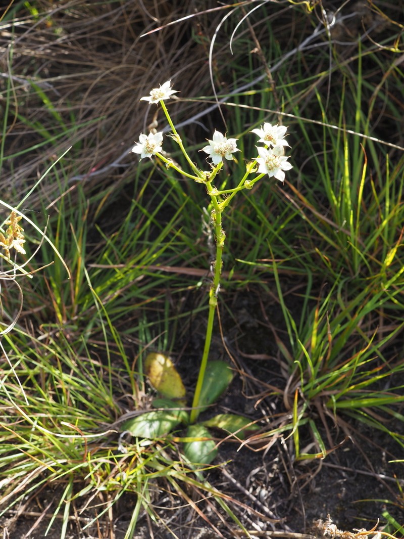 Alepidea longeciliata photo 2