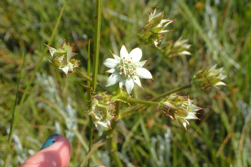 Alepidea longeciliata photo 6