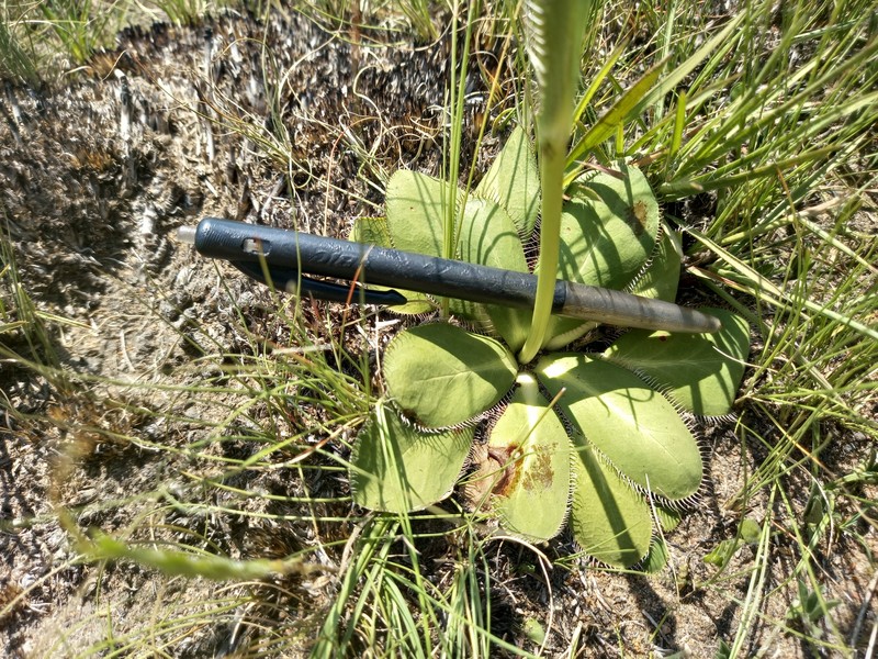 Alepidea longeciliata photo 8