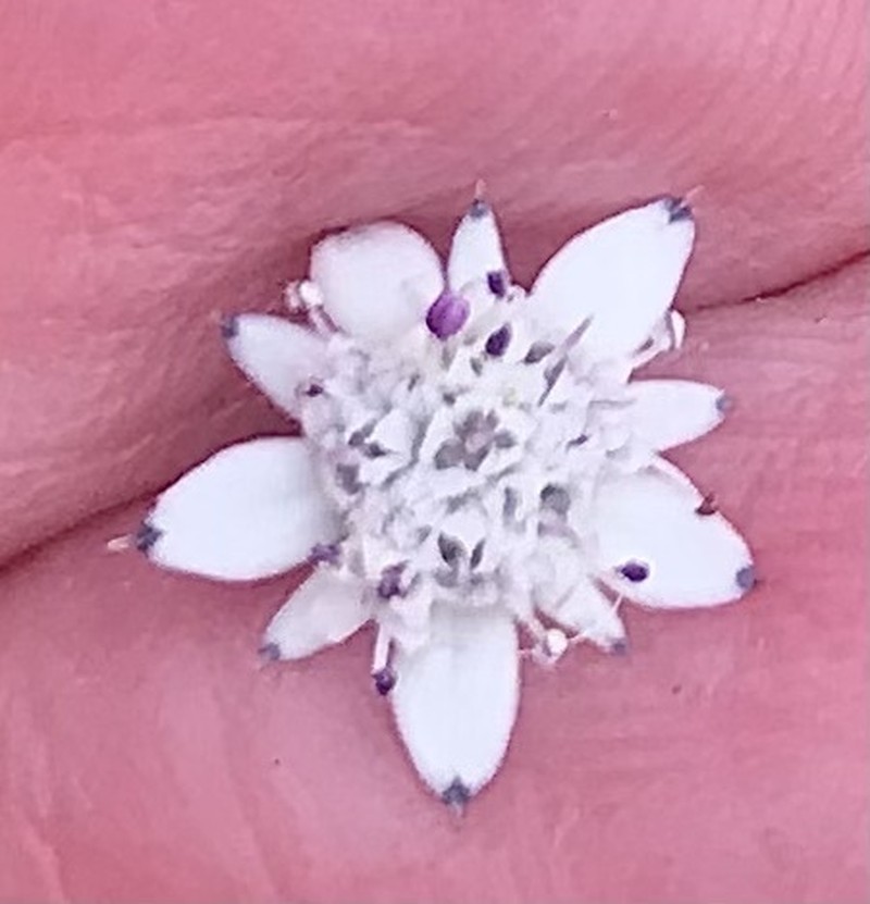 Alepidea longipetiolata photo 8