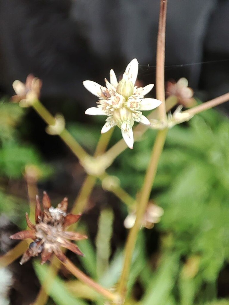 Alepidea macowanii