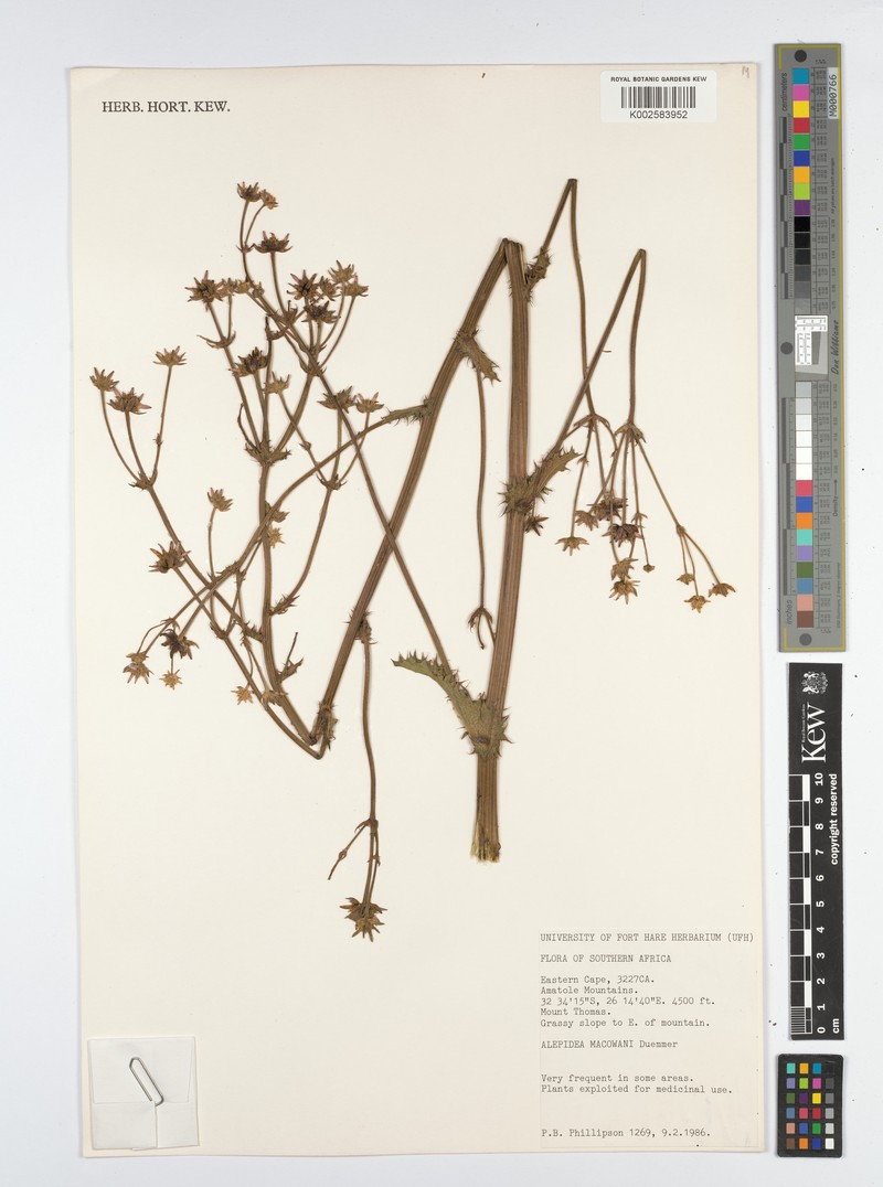 Alepidea macowanii photo 3