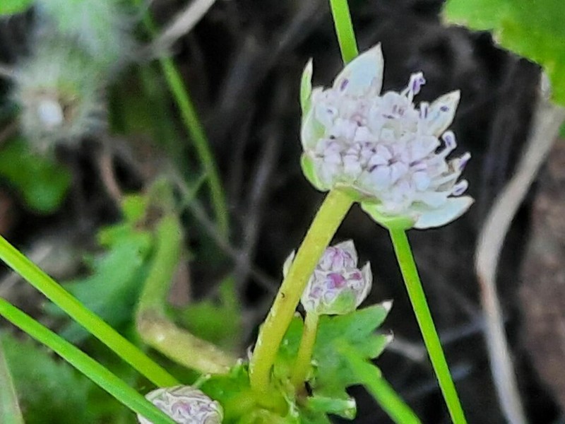 Alepidea multisecta