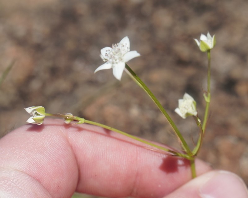 Alepidea natalensis photo 5