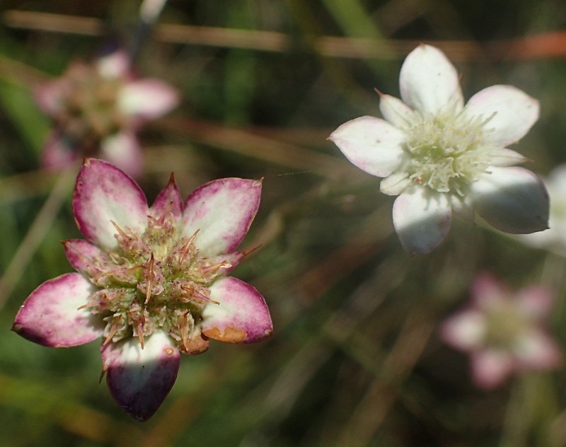 Alepidea natalensis photo 8