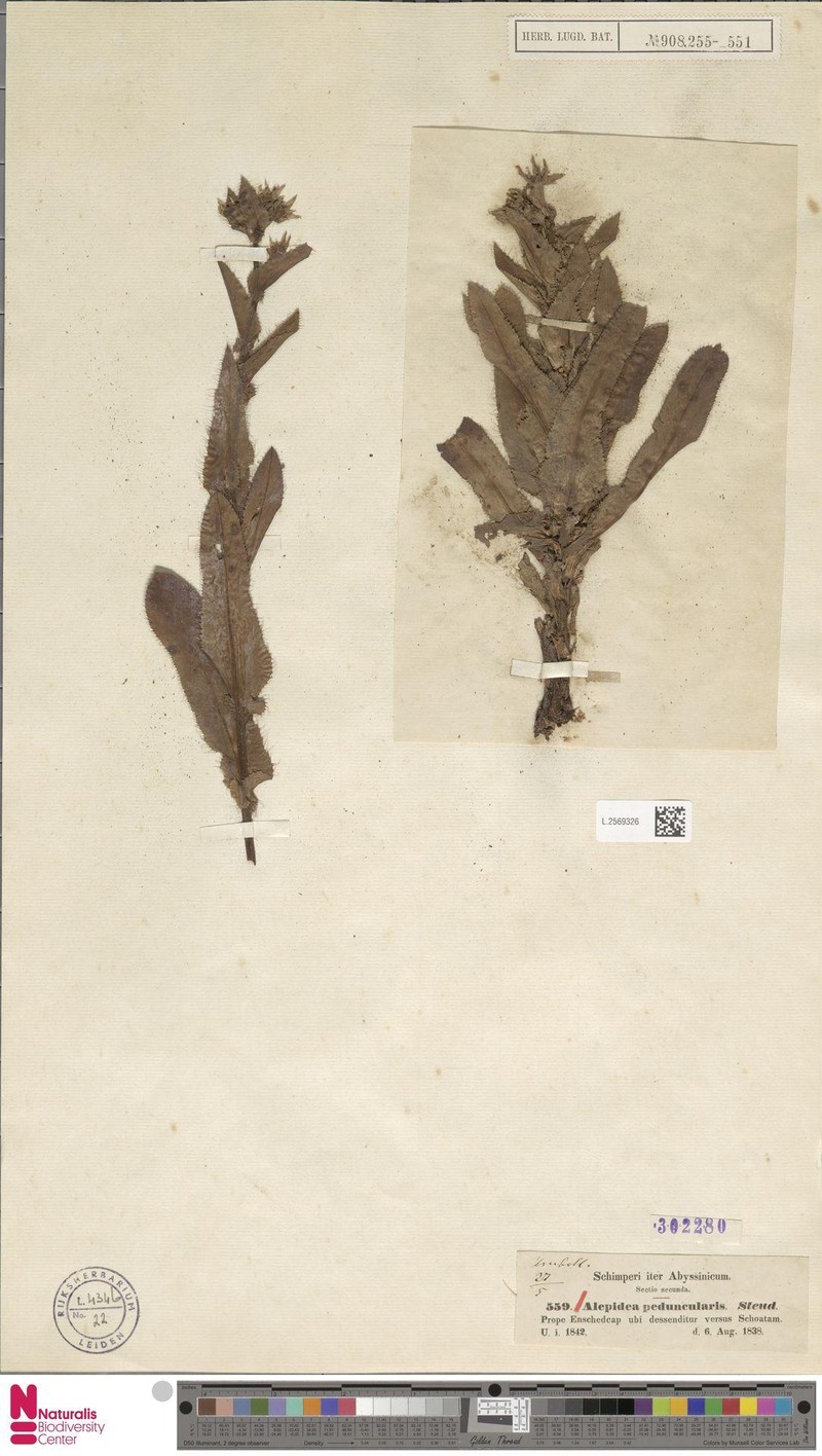 Alepidea peduncularis