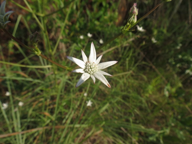 Alepidea peduncularis photo 5