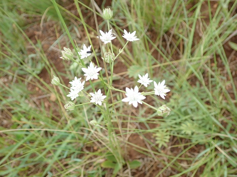Alepidea peduncularis photo 8