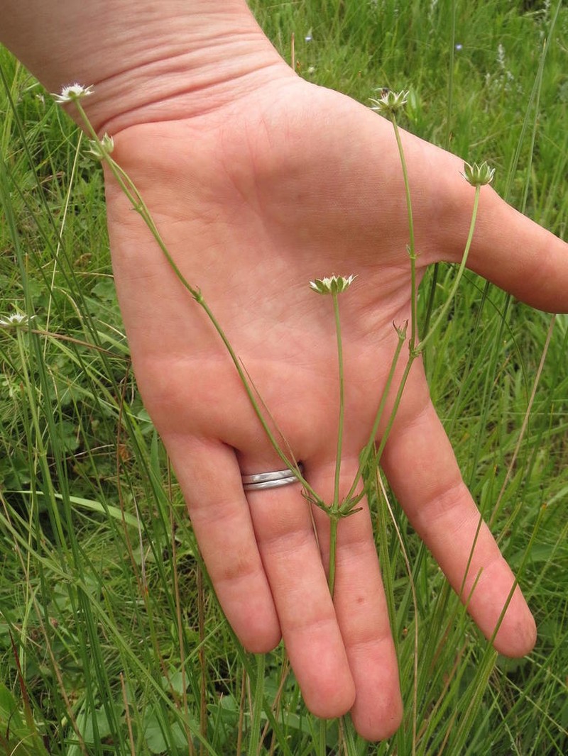 Alepidea pilifera