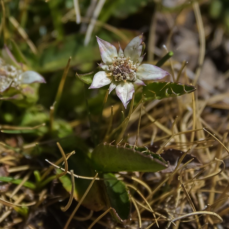 Alepidea pusilla