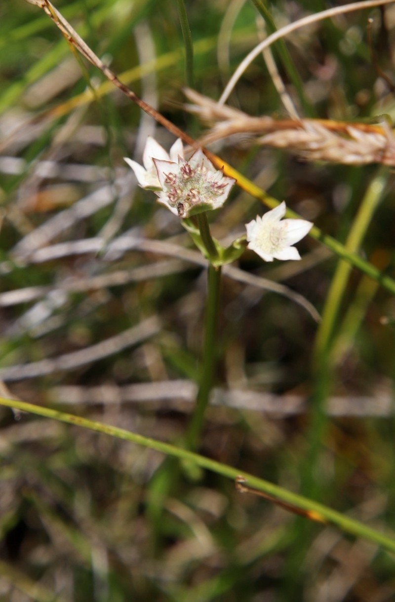 Alepidea pusilla photo 2