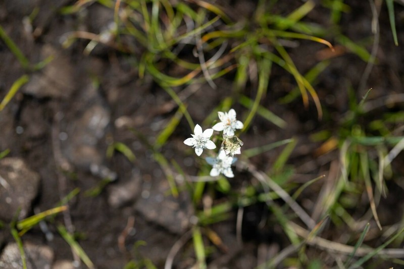 Alepidea pusilla photo 3