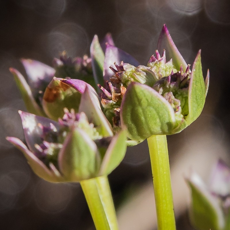 Alepidea pusilla photo 4