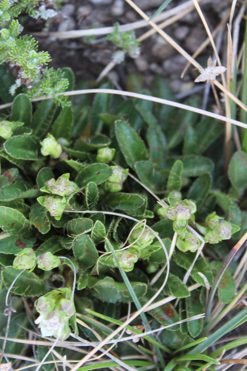 Alepidea pusilla photo 5