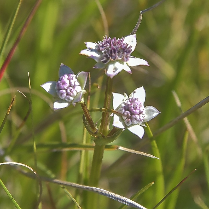 Alepidea pusilla photo 6