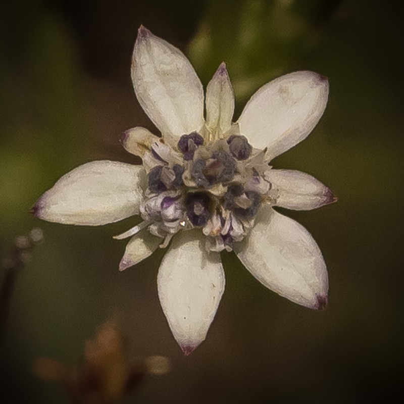Alepidea pusilla photo 7