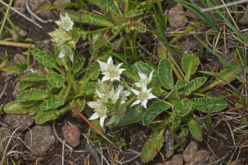 Alepidea pusilla photo 8