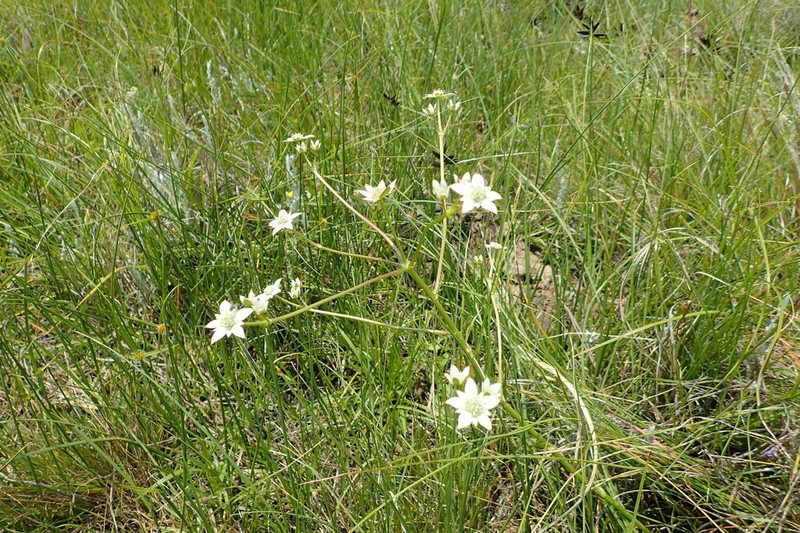 Alepidea schlechteri