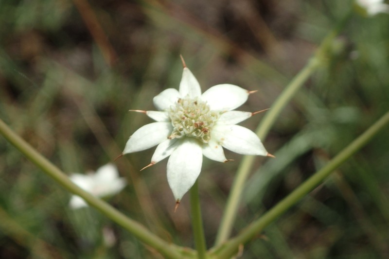 Alepidea schlechteri photo 3