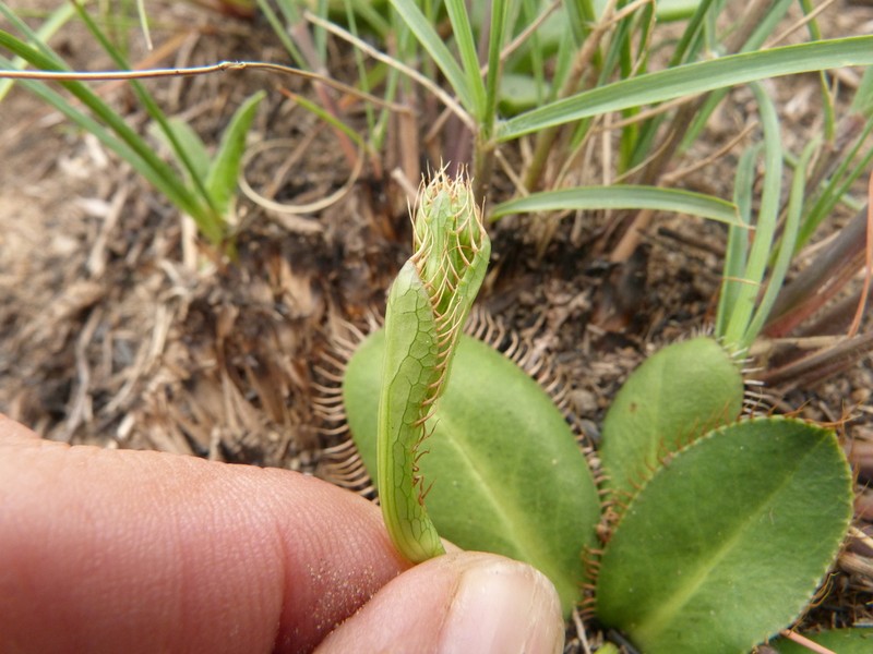 Alepidea schlechteri photo 4