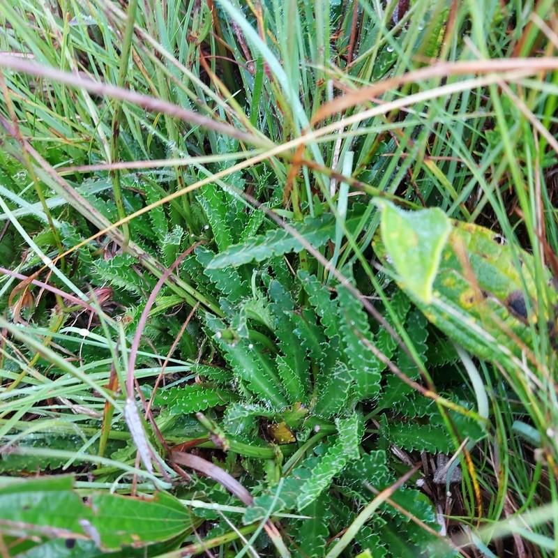 Alepidea serrata