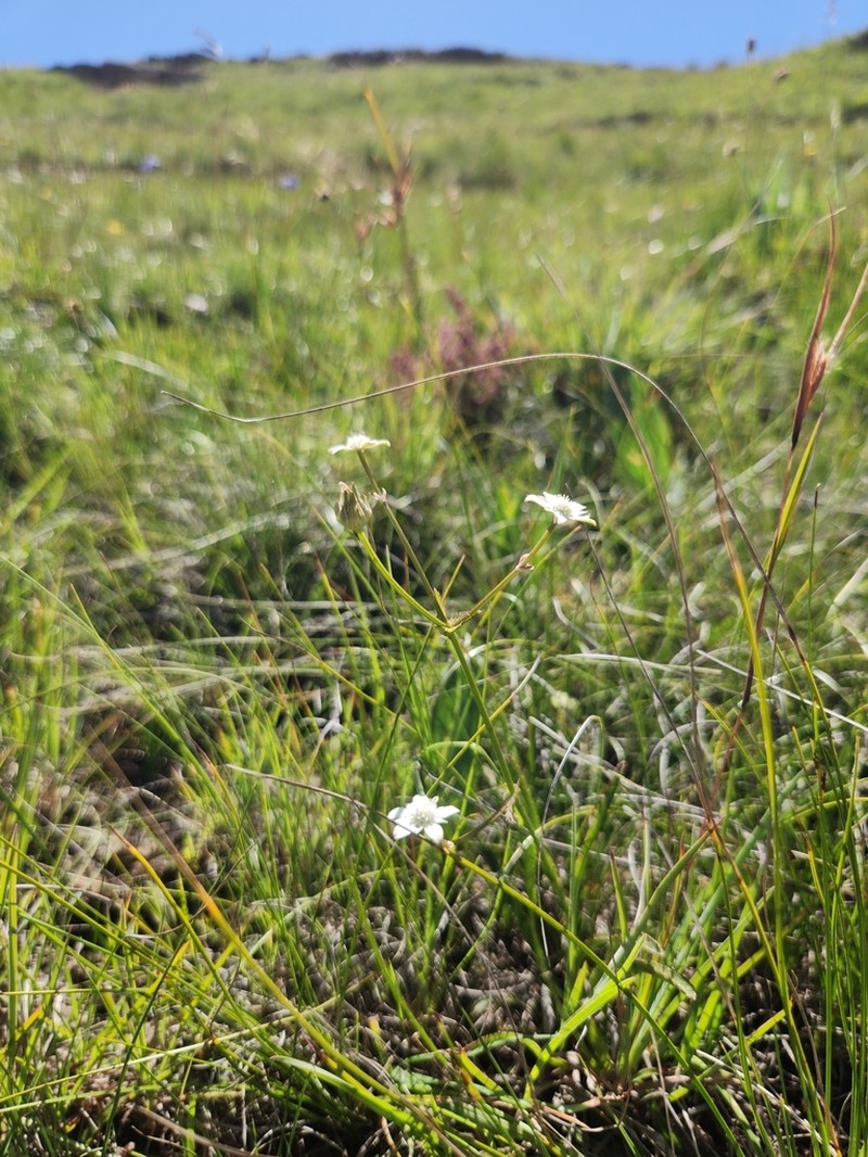 Alepidea serrata photo 2