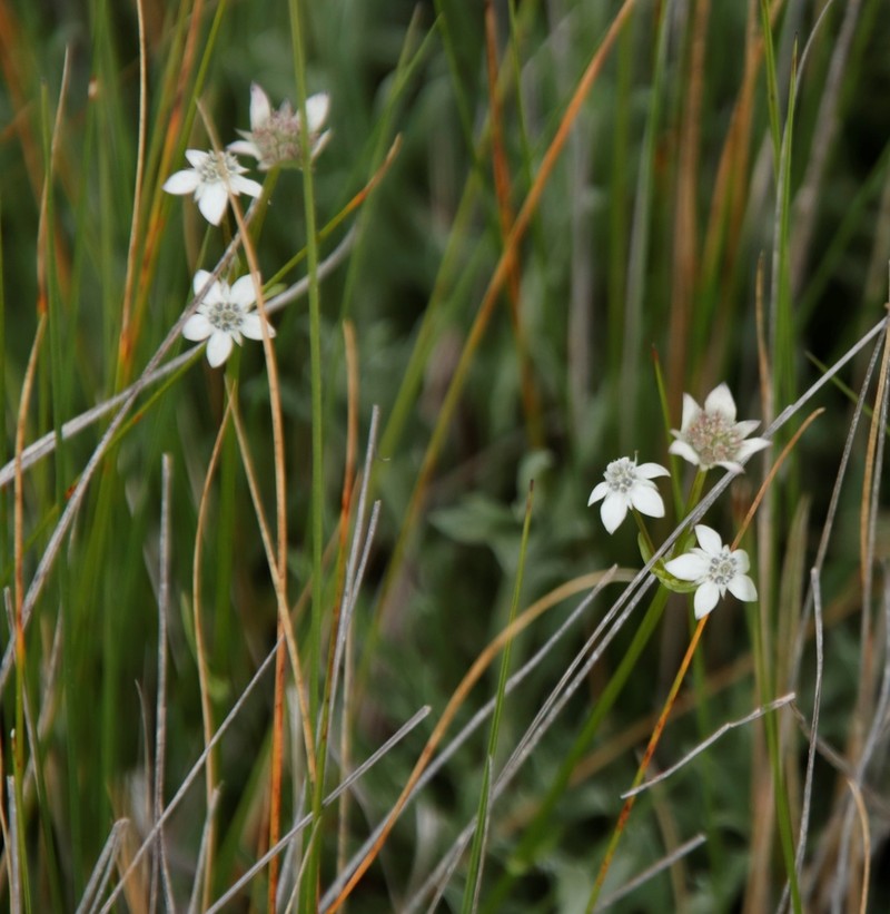Alepidea serrata photo 3