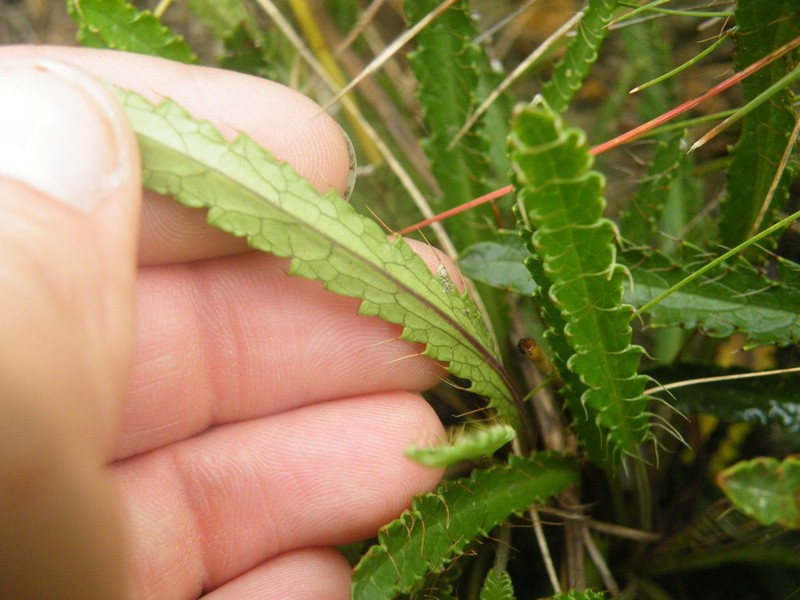 Alepidea serrata photo 4