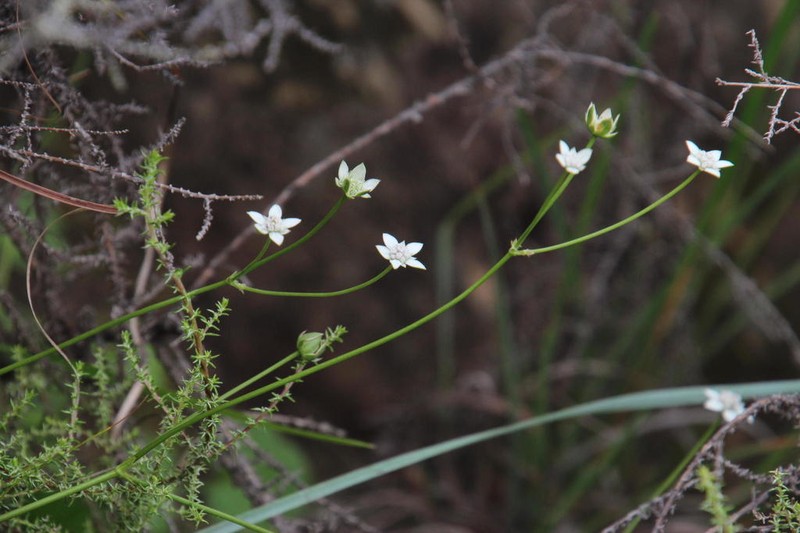 Alepidea serrata photo 5