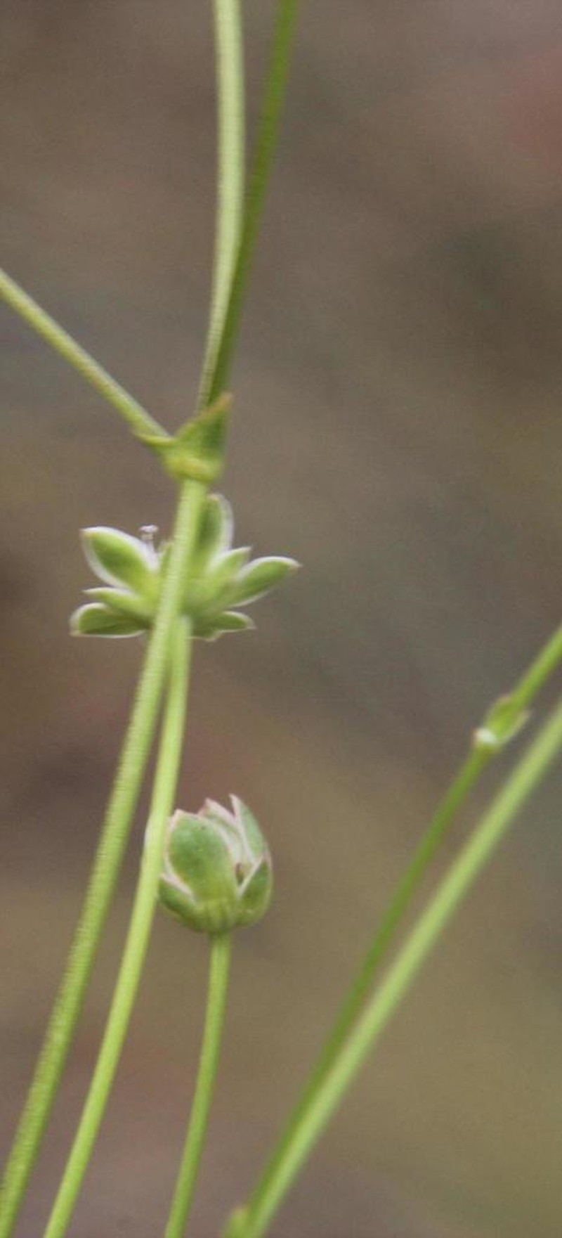 Alepidea serrata photo 6