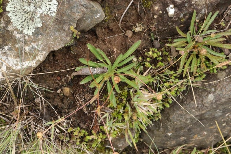 Alepidea serrata photo 7