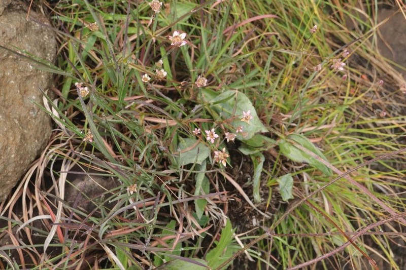 Alepidea serrata photo 8