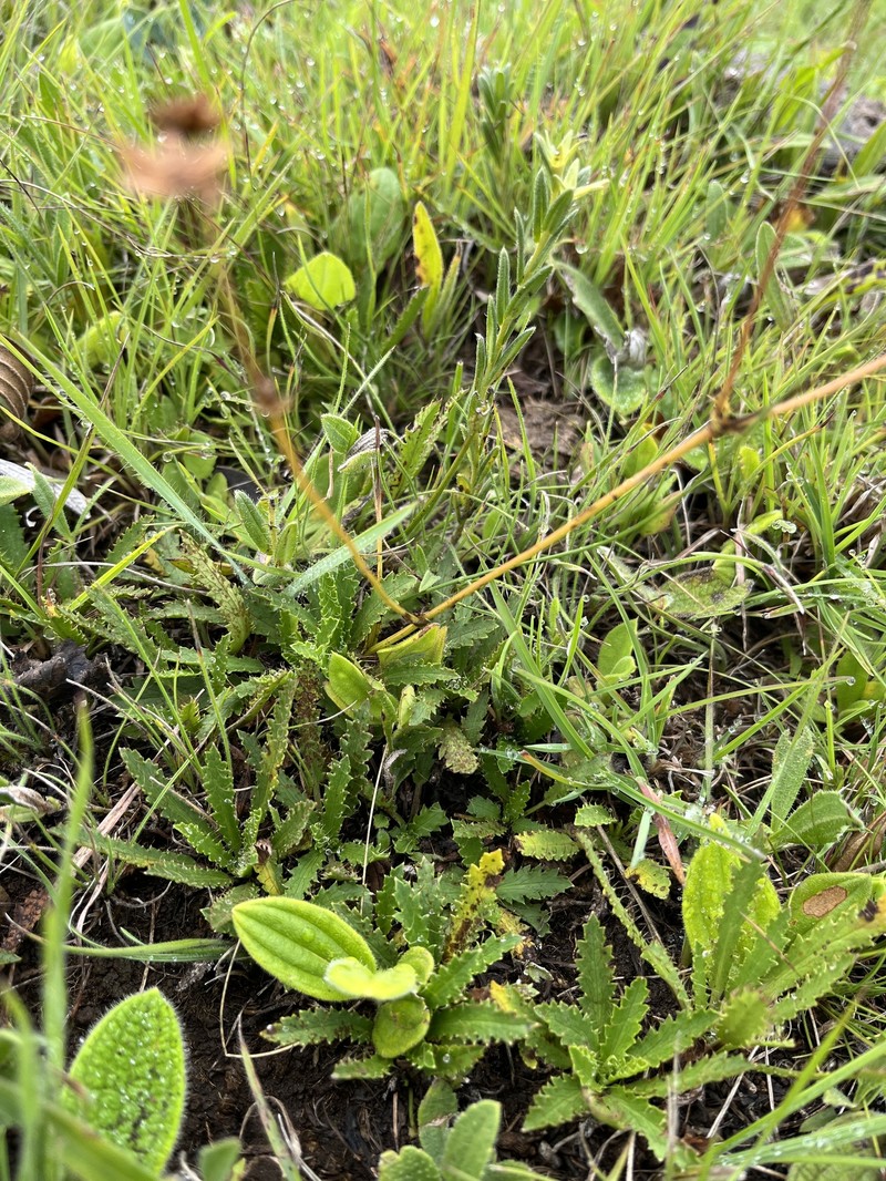Alepidea serrata var. cathcartensis