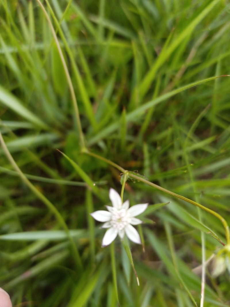 Alepidea serrata var. cathcartensis photo 2