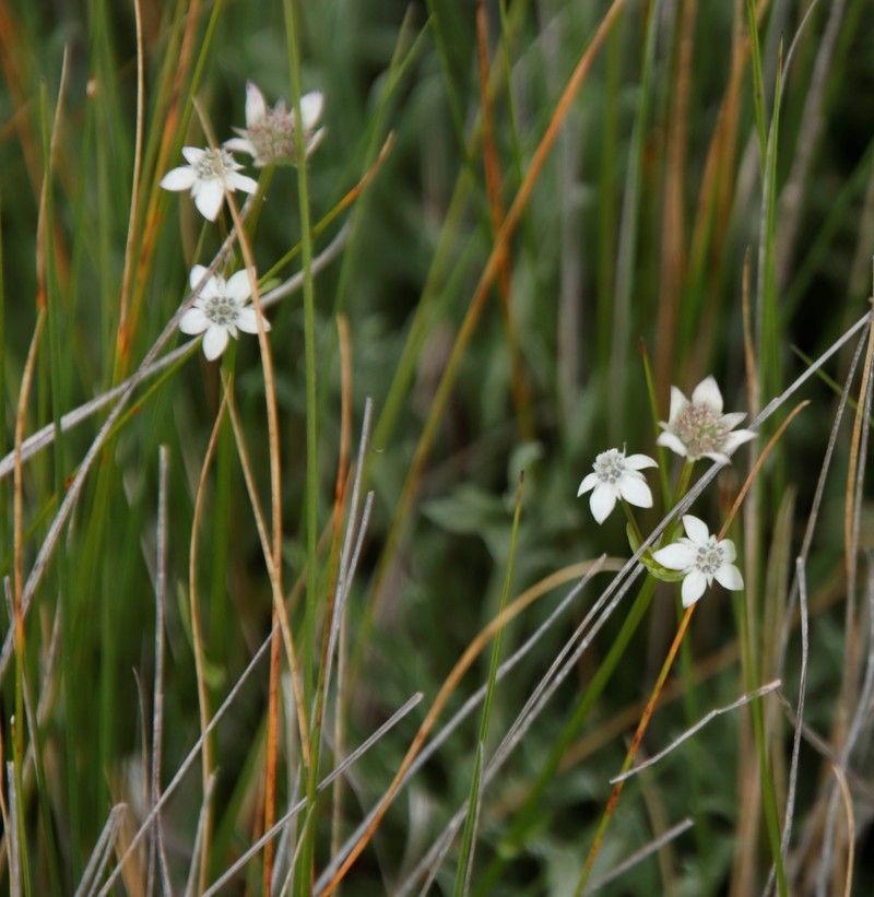 Alepidea serrata var. cathcartensis photo 3