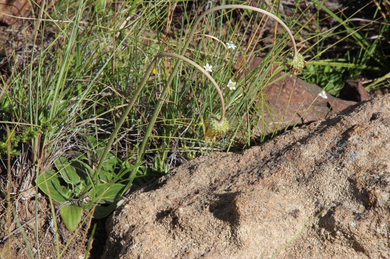 Alepidea serrata var. cathcartensis photo 4