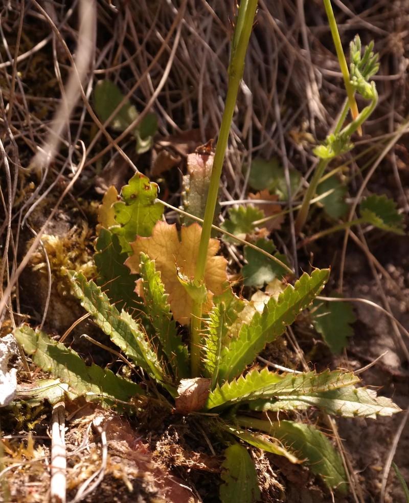 Alepidea serrata var. serrata