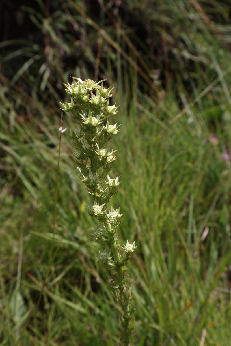 Alepidea setifera