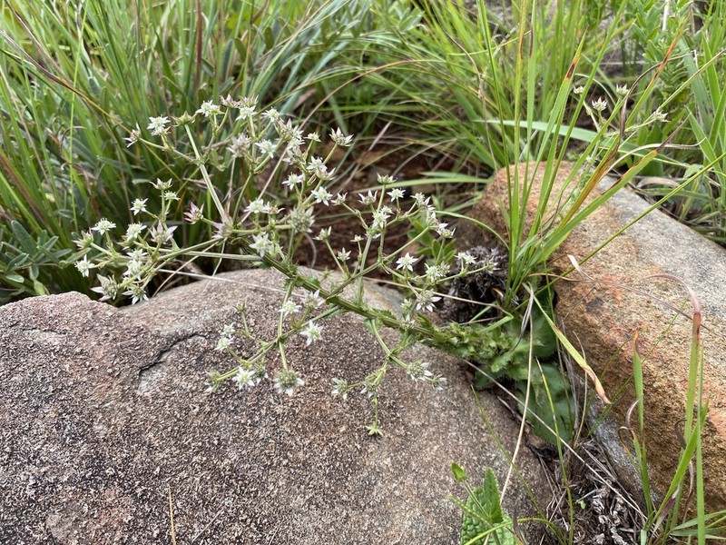 Alepidea setifera photo 2